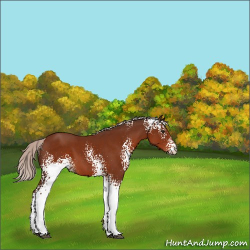 Horse Color:White Spotted Silver Brown Sabino 