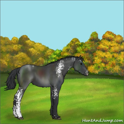 Horse Color:White Spotted Black Sabino 