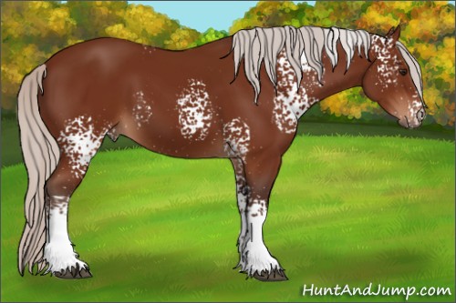 Horse Color:White Spotted Silver Bay Sabino 