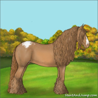Horse Color:Chestnut Appaloosa 