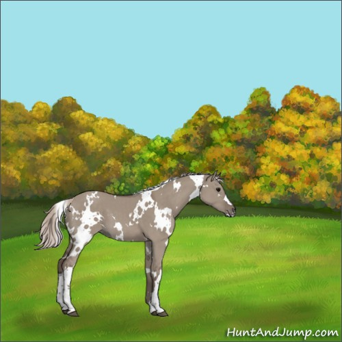 Horse Color:White Spotted Silver Grullo 