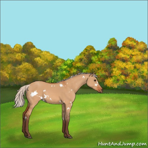 Horse Color:White Spotted Silver Bay Dun