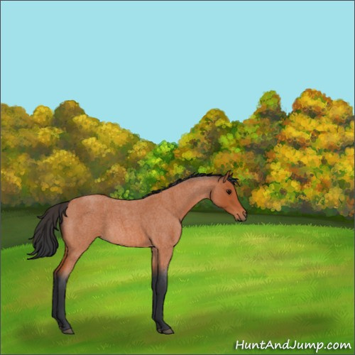 Horse Color:Bay Roan