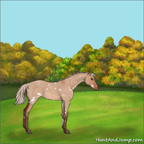 Horse Color:White Spotted Silver Brown Roan Dun 