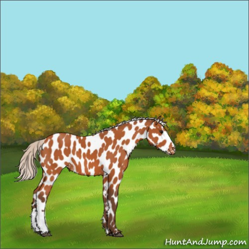 Horse Color:Silver Bay Appaloosa 