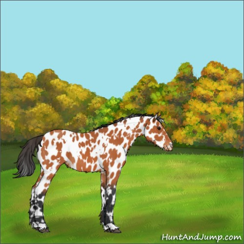 Horse Color:White Spotted Bay Appaloosa 