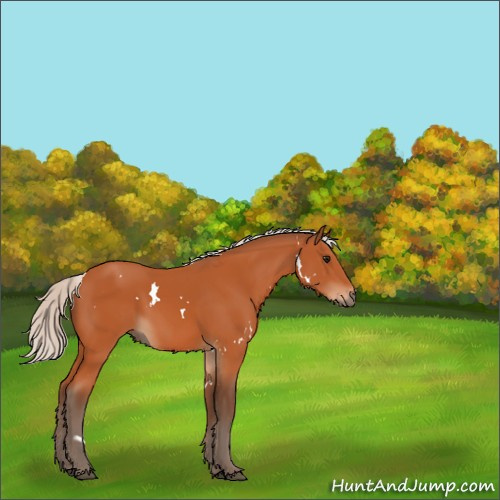 Horse Color:White Spotted Silver Bay 