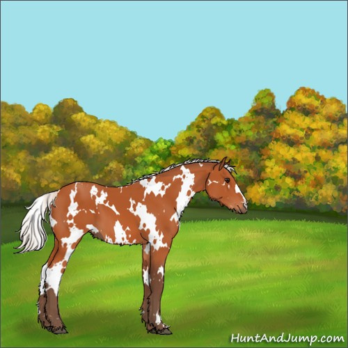 Horse Color:White Spotted Silver Bay 