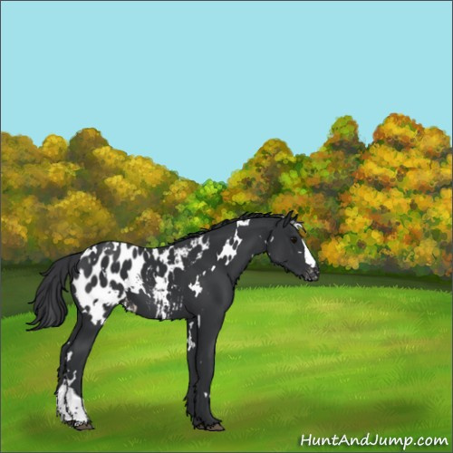 Horse Color:White Spotted Black Appaloosa