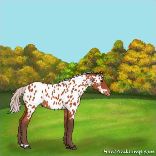 Horse Color:Silver Bay Appaloosa