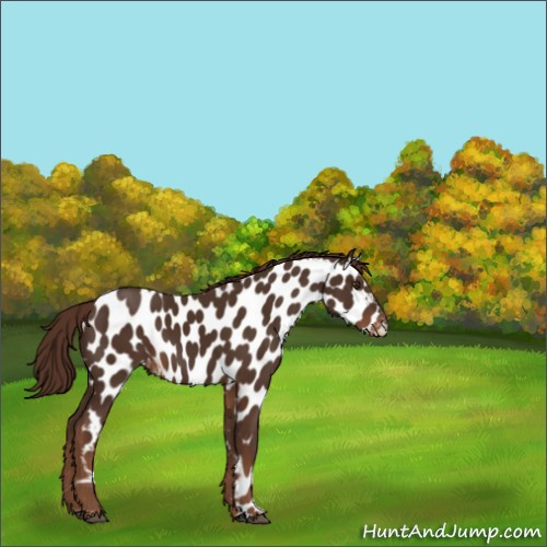 Horse Color:Liver Chestnut Appaloosa