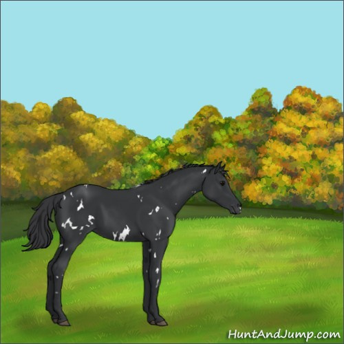 Horse Color:White Spotted Black 