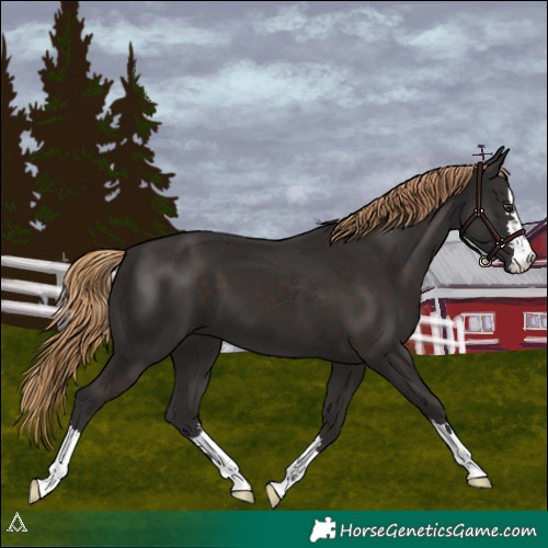 Horse Color:Liver Chestnut 
