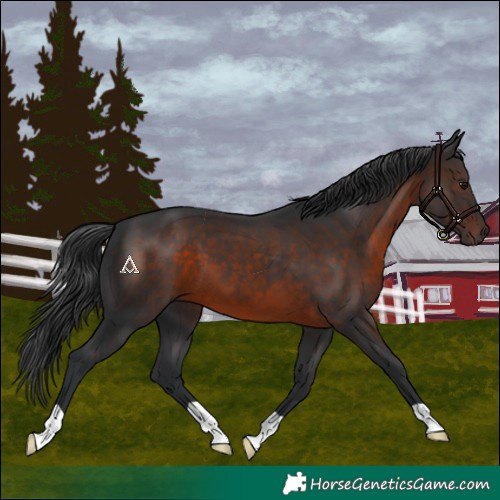 Horse Color:Brown 