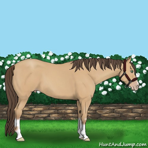 Horse Color:Amber Champagne Splash Frame 