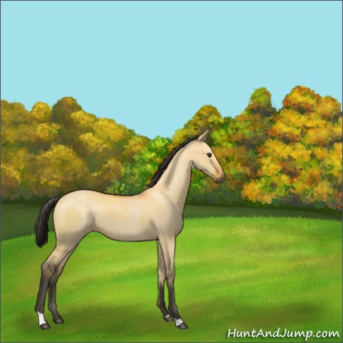Horse Color:Buckskin Dun 