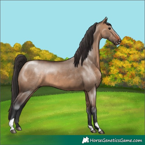 Horse Color:Brown Dun Sabino 
