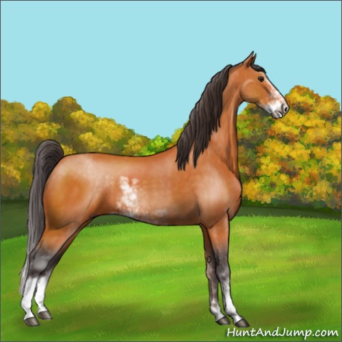 Horse Color:Buckskin Sabino 