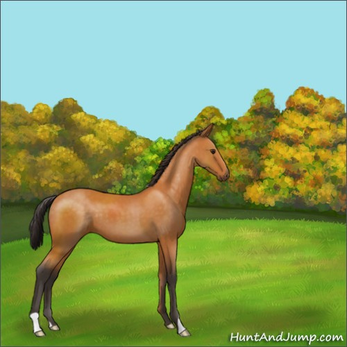 Horse Color:Buckskin 