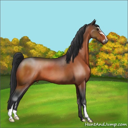 Horse Color:Brown Sabino 