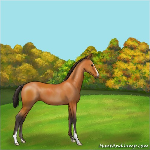 Horse Color:Buckskin Sabino 