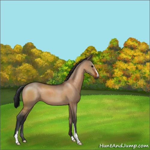 Horse Color:Bay Dun Sabino 