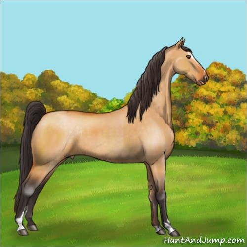 Horse Color:Buckskin Dun Sabino 