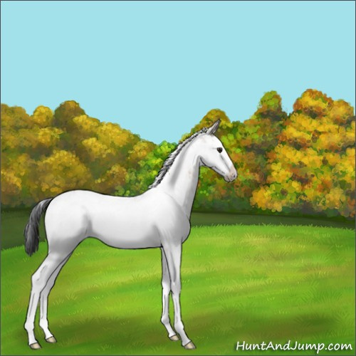 Horse Color:Brown Dun Sabino 