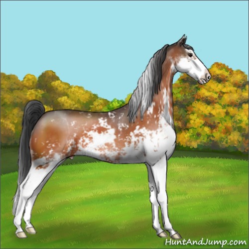 Horse Color:Brown Sabino 