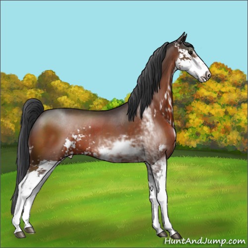 Horse Color:Brown Sabino 