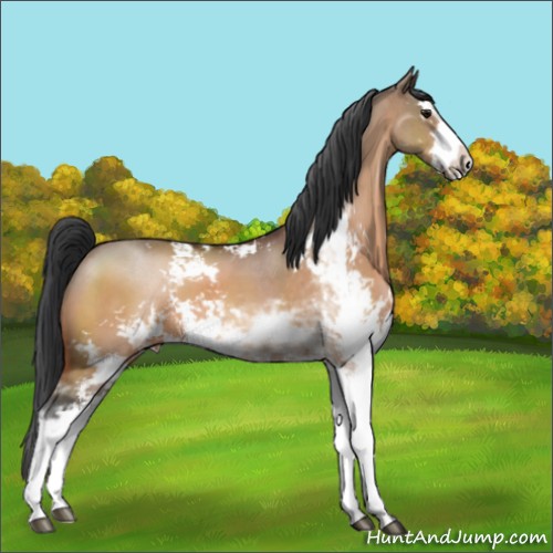 Horse Color:Bay Dun Sabino 