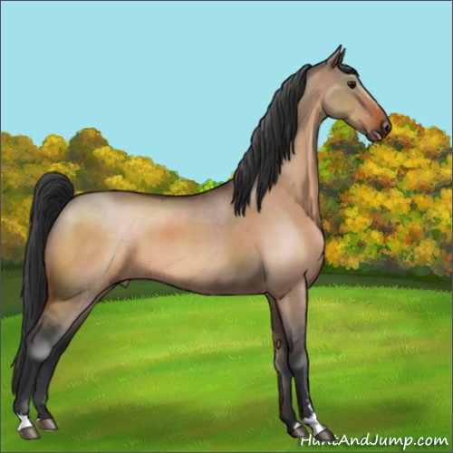 Horse Color:Bay Dun Sabino 