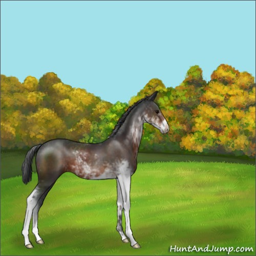 Horse Color:Brown Sabino 