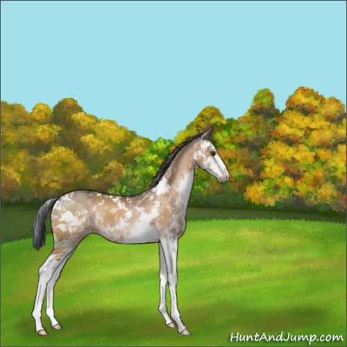 Horse Color:Brown Dun Sabino 