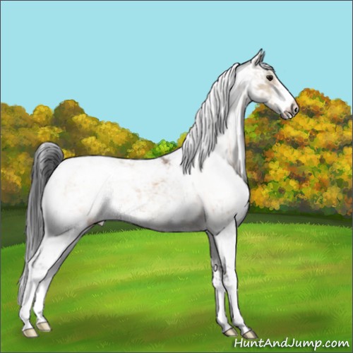 Horse Color:Bay Dun Sabino 
