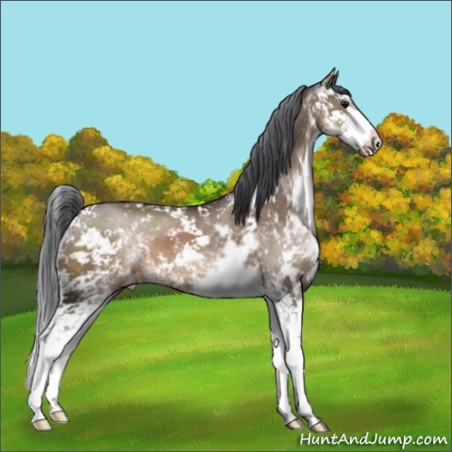Horse Color:Brown Dun Sabino 