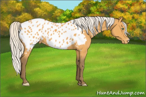 Horse Color:Silver Buckskin Appaloosa 