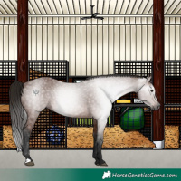 Horse Color:Gray Bay 