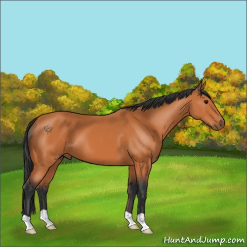 Horse Color:Bay 