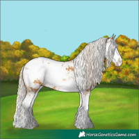 Horse Color:Palomino Sabino