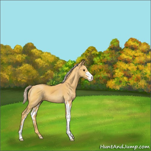 Horse Color:Palomino Sabino 