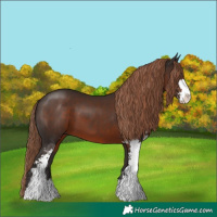 Horse Color:Liver Chestnut Sabino