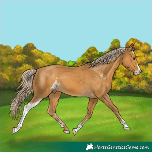 Horse Color:Palomino Sabino 