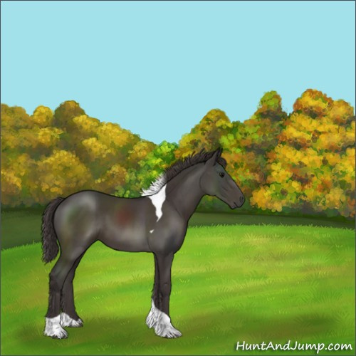 Horse Color:Smoky Black Tobiano 