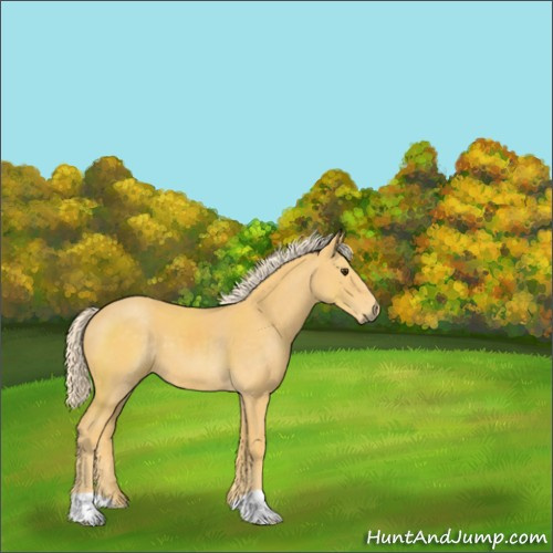 Horse Color:Palomino 
