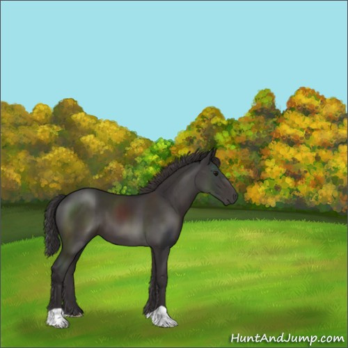 Horse Color:Smoky Black 