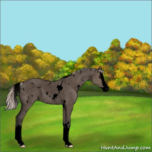 Horse Color:Void White Spotted Silver Grullo Roan Splash Rabicano