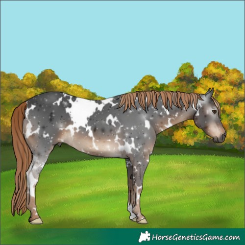 Horse Color:Gray White Spotted Liver Chestnut