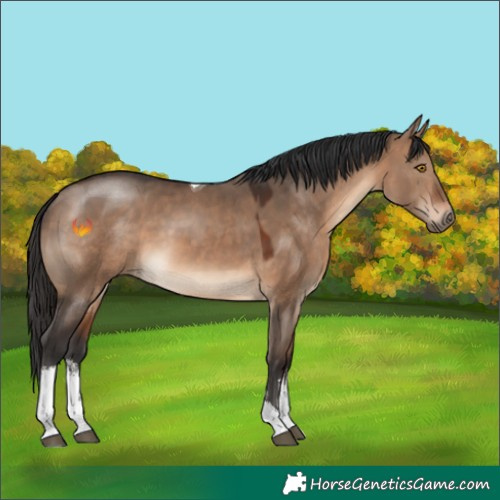 Horse Color:White Spotted Brown Dun Tobiano 