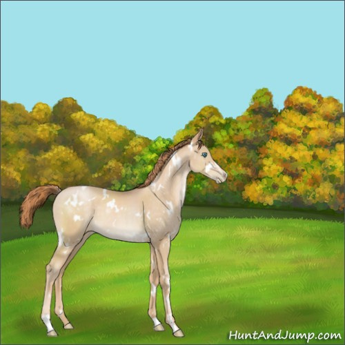 Horse Color:White Spotted Smoky Black Pearl Sabino 